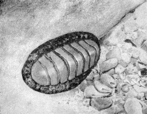 Хитон Ящерица Ameiva maynardii Ножки морского желудя Взаимосвязь м - фото 13