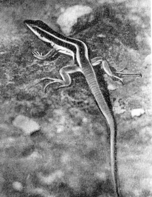 Ящерица Ameiva maynardii Ножки морского желудя Взаимосвязь между кораллами и - фото 14