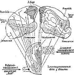 Рис XVII1 Схематическое изображение проекционных путей от дорсальной части - фото 176