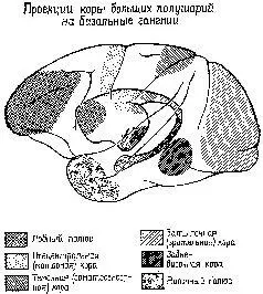 Рис XVII8 Мозг внутри мозга схема проекций коры больших полушарий на - фото 192