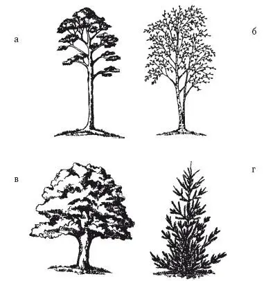 Деревья используемые для получения активированного угля а сосна б - фото 2