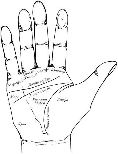 Расположение основных холмов и линий на руке У оснований пальцев и у тыльной - фото 31