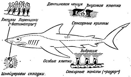 Органы чувств акулы Сенсорные каналы вдоль боковой линии воспринимают вибрацию - фото 71