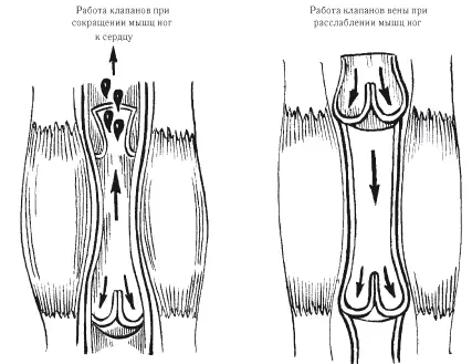 Рис 3 Механизм действия венозных клапанов Нормальная работа венозных - фото 3