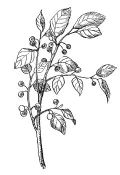 Крушина ольховидная Кукуруза обыкновенная Кукуруза однолетнее растение из - фото 31