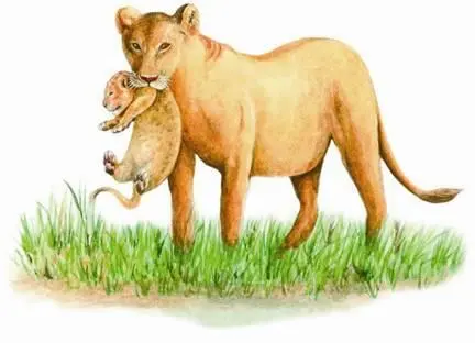Самка пещерного льва с детенышем Как известно с изменением климата на Земле и - фото 106