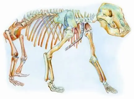 Скелет пещерного медведя Благодаря палеонтологическим находкам ученые смогли - фото 108