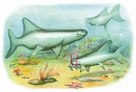 Благодаря находкам археологов и палеонтологов ученым стало известно что акулы - фото 42