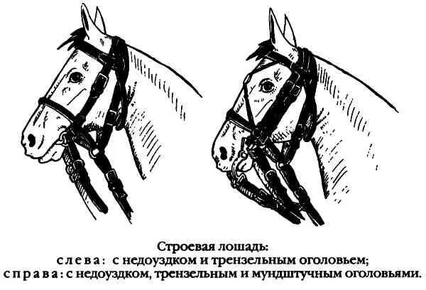 Трензель состоит из металлического грызла подвижное соединение двух ветвей - фото 54