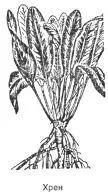Хрен Armoracia rusticana Lam Cochlearia armoracia L Многолетнее - фото 18