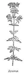 Душица Origanum vulgare L Синонимы материнка ладанка мацердушка - фото 21