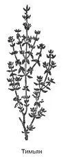 Тимьян Thymus vulgaris Синонимы тимьян обыкновенный тимьян душистый - фото 33