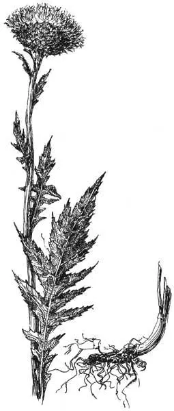 Левзея сафлоровидная Rhaponticum carthamoides Willd Iljin В 1947 году Н - фото 48