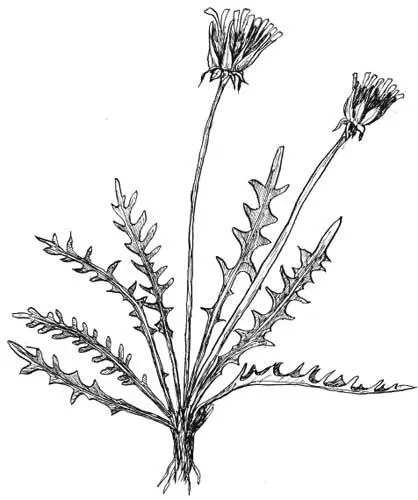 Одуванчик Положий Taraxacum polozhiae Kurbatski Круг четырнадцатый Крылов - фото 54