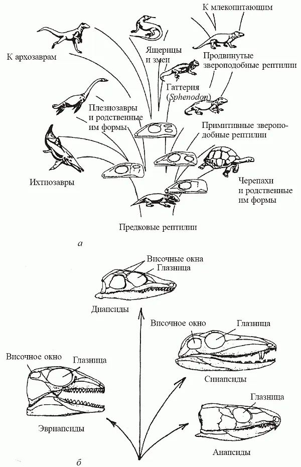 Рис 38 Филогения рептилий а родословное древо в основании соответствующих - фото 46