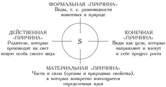 ЧЕТЫРЕ ПРИЧИНЫ АРИСТОТЕЛЯ В ЗООЛОГИИ S означает единичную особь Свою работу - фото 23