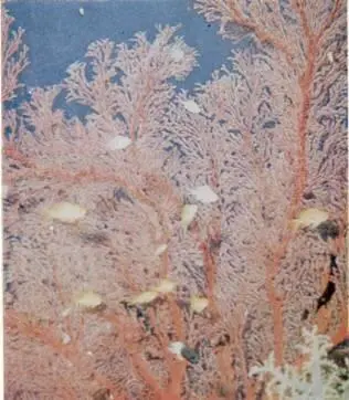 Одна из самых красивых коралловых рыбок Pemacanthus imperator У Pterois - фото 18
