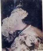 Тридакна раздвинула створки Щупальца морской актинии ядовиты они парализуют - фото 29