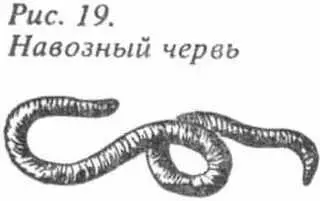 Всю весну и первую половину лета ерш берет всего лучше под вечер и ранним - фото 17