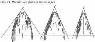 Рис 44 Различные формы голов угрей Речной угорь говорит проф Кесслер - фото 35