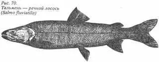 Рис 70 Тальмень речной лосось Salmo fluviatilis В течение дня тальмень - фото 51