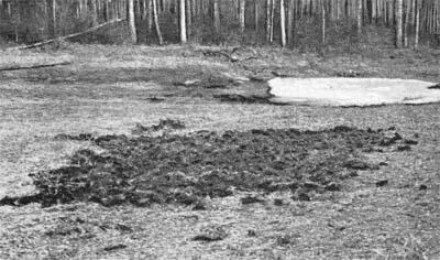Вот тут леший огород копал Тут леший дрова рубил Так уж и нет - фото 158