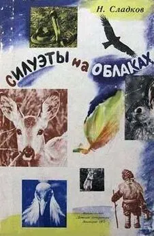 Николай Сладков - Силуэты на облаках