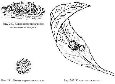 Выход из куколки или вылупление целая проблема для насекомых Насекомые с - фото 121