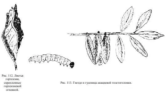 В отличие от насекомых которые сооружают укрытия для одного обитателя - фото 61