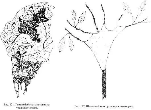 В отличие от гусениц листоверток гусеницы коконопрядов не используют листья - фото 65