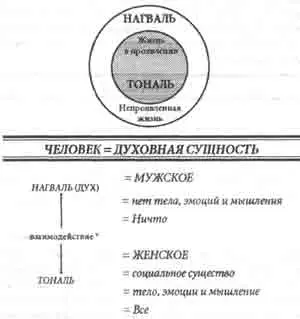 Взаимодействие духа и тополя мужского и женского ведет к эволюции осознания - фото 4