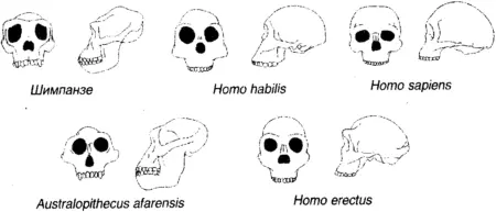Рис 112Черепа шимпанзе и разных видов Homo Отметим исчезновение - фото 10