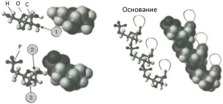 Рис 24Структура дезоксирибонуклеиновой кислоты ДНК Мы можем понять - фото 16