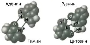 Рис 28Пары оснований которые удерживаются вместе на нити ДНК создавая - фото 19
