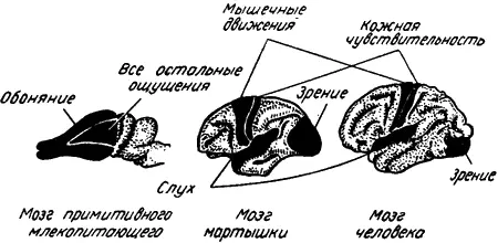 Рис 30 Относительный размер различных отделов мозга Мозг человека не - фото 34