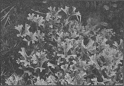 Лишайники были известны издавна Еще великий Теофраст отец ботаники IVIII - фото 4
