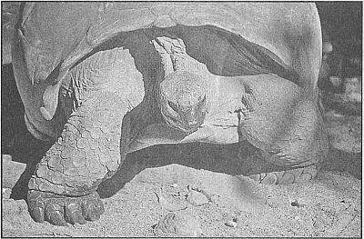 Известна самая крупная живая слоновая черепаха Geochelone elephantopus - фото 53