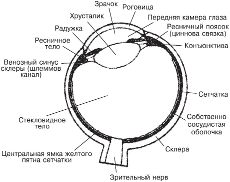 Рис 1 Зрение зависит от множества факторов от давления крови от степени - фото 1