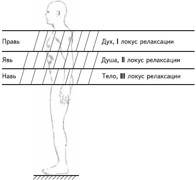 Рис 9Деление по триглаву тела человека зона Прави локус релаксации I - фото 14