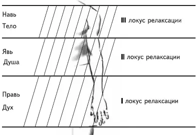 Рис 10 Деление по триглаву руки Зона Прави локус релаксации I локус духа - фото 15