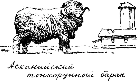 Долгое время в северных районах Поволжья не было хороших породистых овец - фото 189