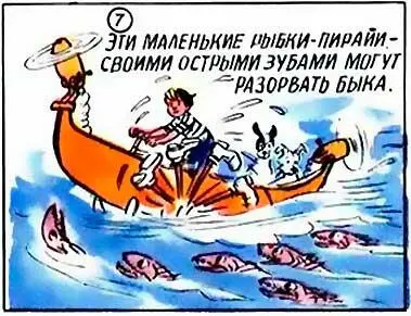 Эти маленькие рыбкипирайи своими острыми зубами могут разорвать быка 8 - фото 8