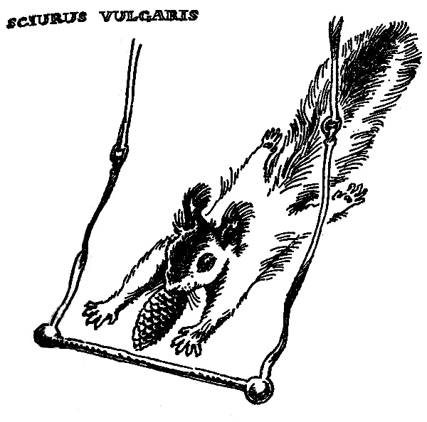 Sciurus vulgaris Рыжеватый цвет беличьей шкурки побудил древних германцев - фото 3