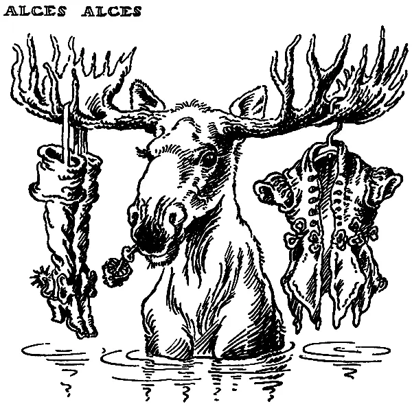 Аxces alces Лосины долго были в моде Это и породило версию будто сохатых - фото 5