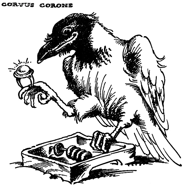 Corvus corone Этот указ до такой степени озлобил население что был - фото 7