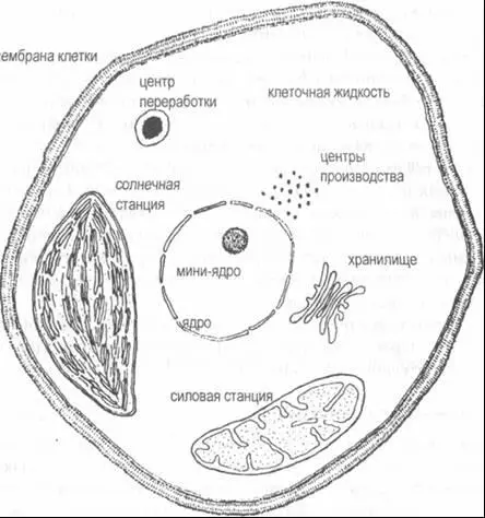 Рис 71 Основные компоненты клетки растения Типичная растительная клетка как - фото 35