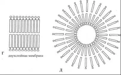пузырек окруженный мембраной Мембрана и пузырек образованные липидными - фото 2