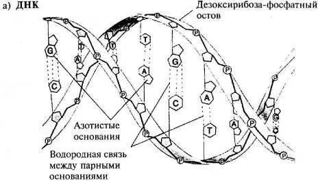 Рис 35 Молекулы ДНК и РНК из кн Raven P H Johnson G В Biology - фото 26