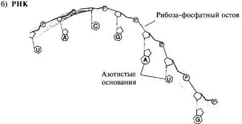 Рис 35 Молекулы ДНК и РНК из кн Raven P H Johnson G В Biology - фото 27