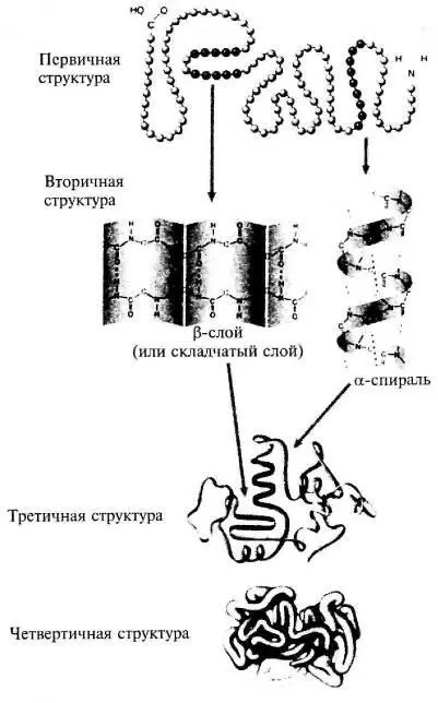 Рис 36 Белковые молекулы и их строение из кн Raven P H Johnson G В - фото 28